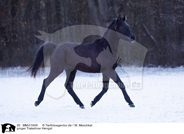 junger Trakehner Hengst / young Trakehner stallion / MM-01949