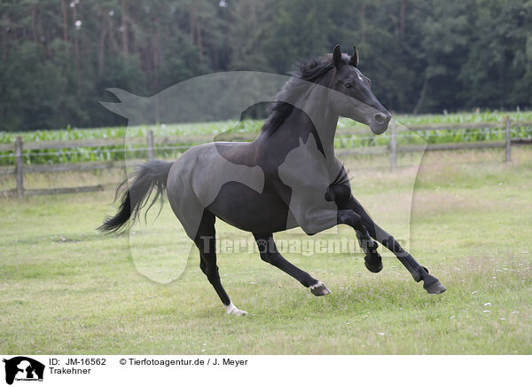 Trakehner / Trakehner / JM-16562