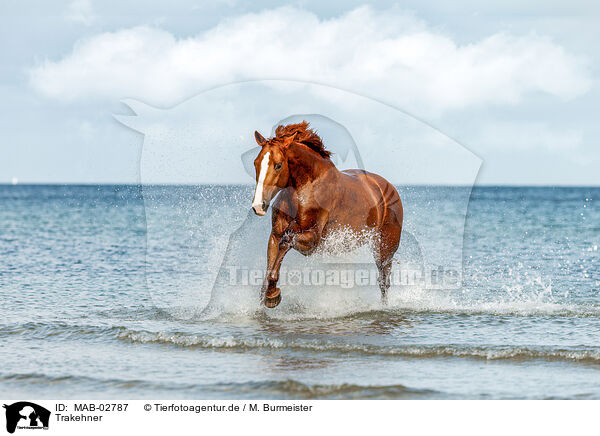 Trakehner / Trakehner / MAB-02787