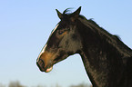 Trakehner Portrait