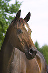 Trakehner Portrait