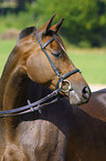 Trakehner Portrait