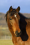 Portrait eines Trakehners