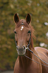 Trakehner Portrait