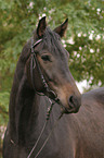 Trakehner Portrait