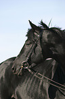 Trakehner Portrait