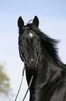 Trakehner Portrait