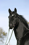 Trakehner Portrait