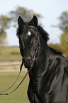 Trakehner Portrait