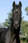 Trakehner im Portrait