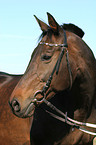 Trakehner Portrait