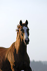 Trakehner Portrait