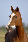 Trakehner Portrait