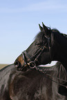 Trakehner Portrait