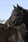 Trakehner Portrait