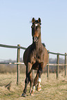 rennender Trakehner