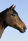 Trakehner Portrait