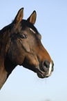 Trakehner Portrait