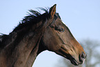 Trakehner Portrait