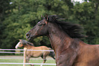 Trakehner Portrait