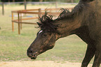 Trakehner Portrait