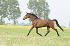 trabender Trakehner