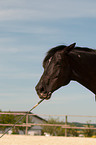 Trakehner Portrait