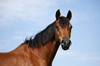 Trakehner Portrait