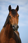 Trakehner Portrait