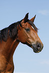 Trakehner Portrait