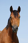 Trakehner Portrait