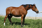 stehender Trakehner