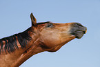 Trakehner Portrait