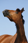 Trakehner Portrait