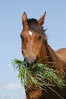 Trakehner Portrait