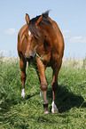 stehender Trakehner