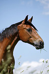 Trakehner Portrait