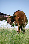 Trakehner und Quarter Horse