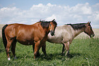 Trakehner und Quarter Horse