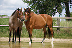 Trakehner and Quarter Horse