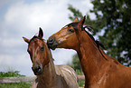 Trakehner und Quarter Horse