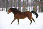 rennender Trakehner