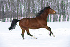 rennender Trakehner