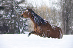 Trakehner