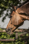 Trakehner Portrait