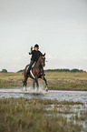 Frau reitet Trakehner