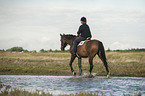 Frau reitet Trakehner