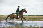 Frau reitet Trakehner