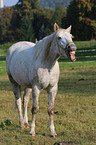 Trakehner