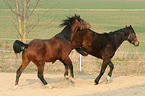 2 Trakehner